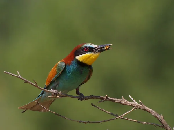 European bee-eater on branch, Merops apiaster — Stock Photo, Image