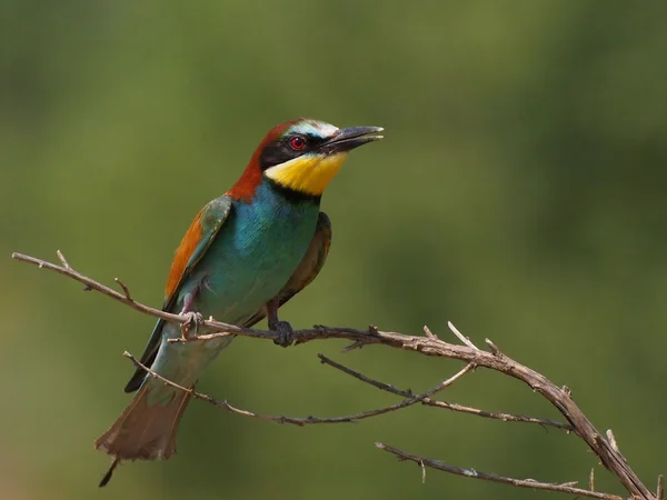 European bee-eater on branch, Merops apiaster — Stock Photo, Image
