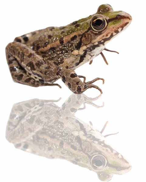 Marsh Frog and reflection isolated on white background — Stock Photo, Image