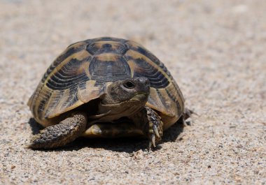 Hermann'ın tosbağa, kaplumbağa üzerinde kum, testudo hermanni