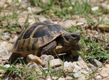 Hermann'ın tosbağa, kaplumbağa çimen, testudo hermanni