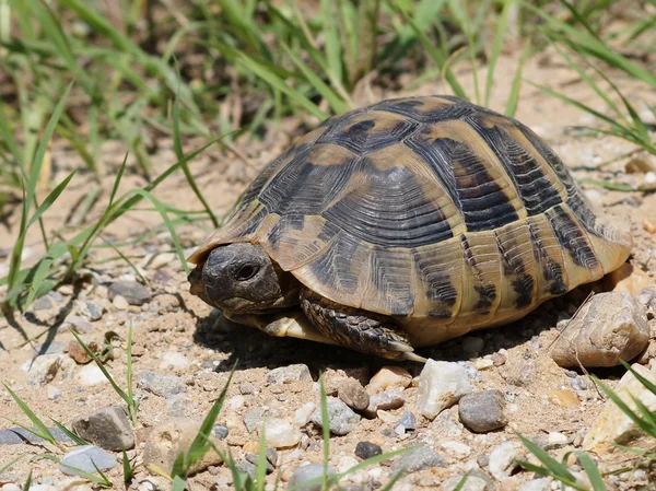Hermannschildkröte, Schildkröte im Gras, testudo hermanni — Stockfoto