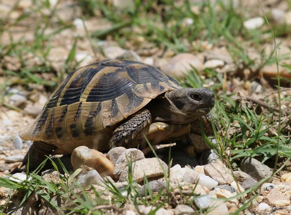 Želva zelenavá, želva v trávě, testudo hermanni — Stock fotografie