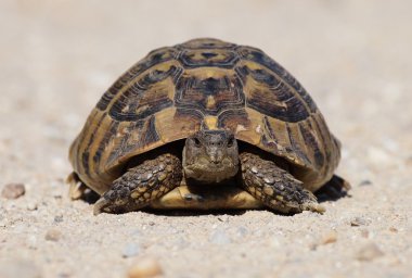 Hermann'ın tosbağa, kaplumbağa üzerinde kum, testudo hermanni