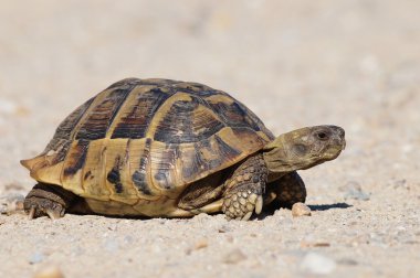 Hermann'ın tosbağa, kaplumbağa üzerinde kum, testudo hermanni