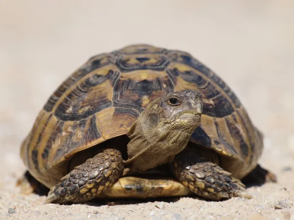 Hermannschildkröte, Schildkröte auf Sand, testudo hermanni — Stockfoto
