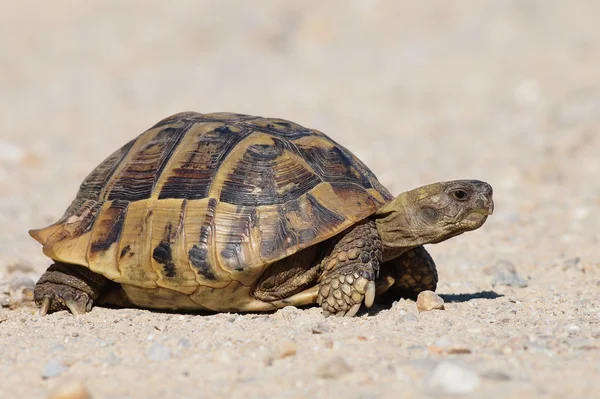 Görög teknős, teknős, a homok, (testudo hermanni) — Stock Fotó