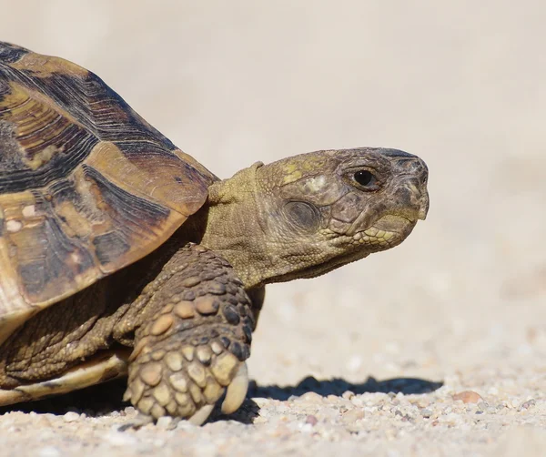 Hermann's sköldpaddan, sköldpadda på sand, testudo hermanni — Stockfoto
