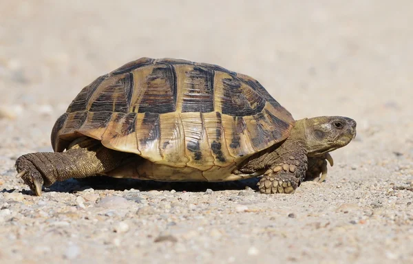 Hermanns sköldpaddan, sköldpadda på sand, testudo hermanni — Stockfoto