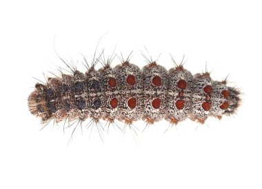 Beyaz arka plan üzerinde izole gypsy moth caterpillar (Lymantria Dispar)