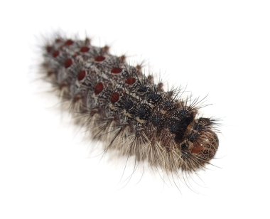 Beyaz arka plan üzerinde izole gypsy moth caterpillar (Lymantria Dispar)