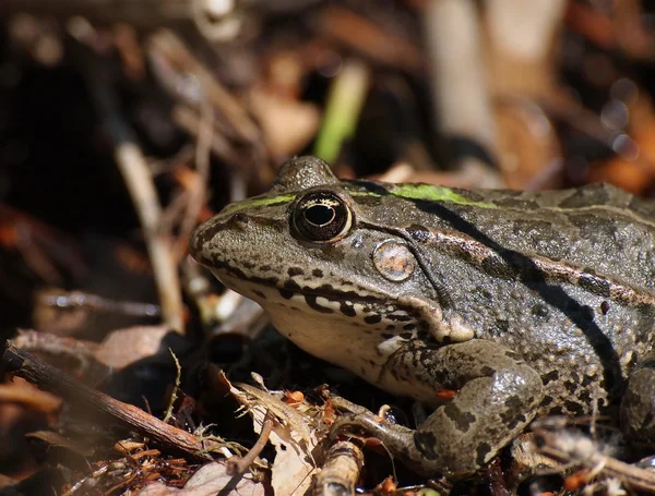 Marsh Frog, Pelophylax ridibundus — Stock Photo, Image