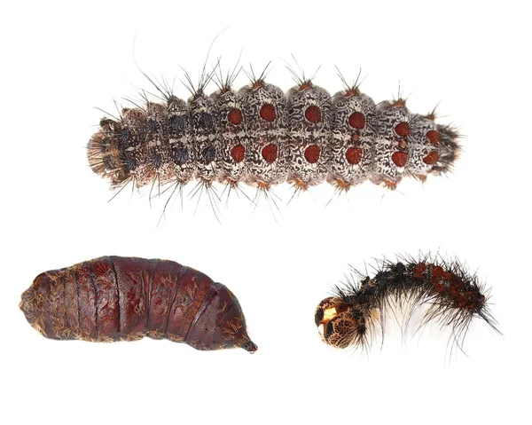 Collectie caterpillar larvale stadium van vlinder, voorbereiden om te verpoppen — Stockfoto