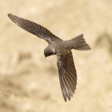 Sand Martin, swallow in flight, riparia riparia clipart