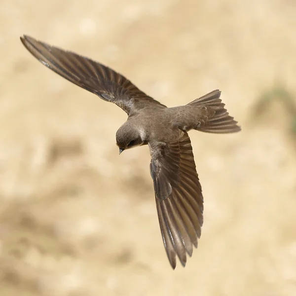 Sand Martin, swallow in flight, riparia riparia
