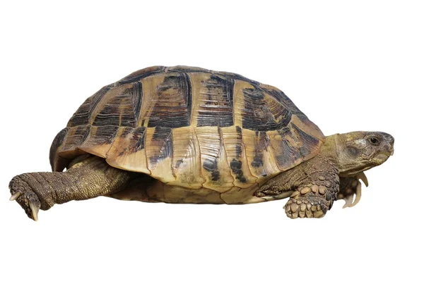 Żółw na białym tle na białym tle testudo hermanni — Zdjęcie stockowe
