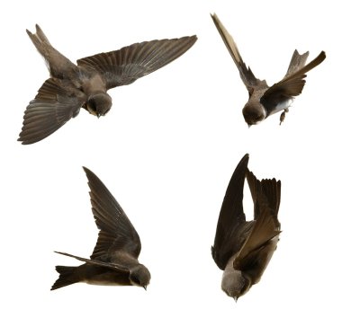 Set Sand Martin, swallow in flight isolated on white clipart