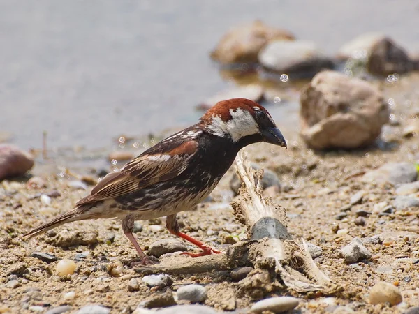 Spanish Sparrow Passer hispaniolensis — Stock Photo, Image