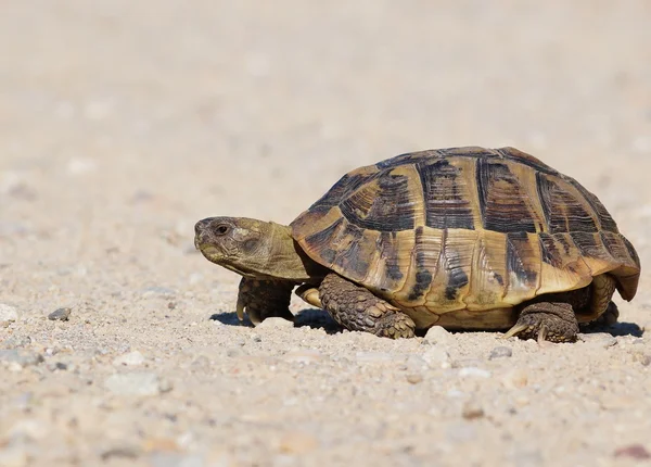 Tartaruga na areia, testudo hermanni, tartaruga de Hermann — Fotografia de Stock