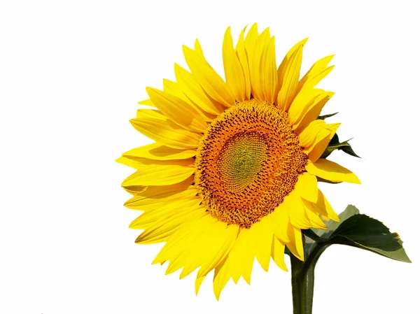Beautiful sunflower isolated on white background — Stock Photo, Image