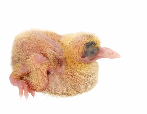 Yavru güvercin beyaz zemin üzerine izole — Stok fotoğraf