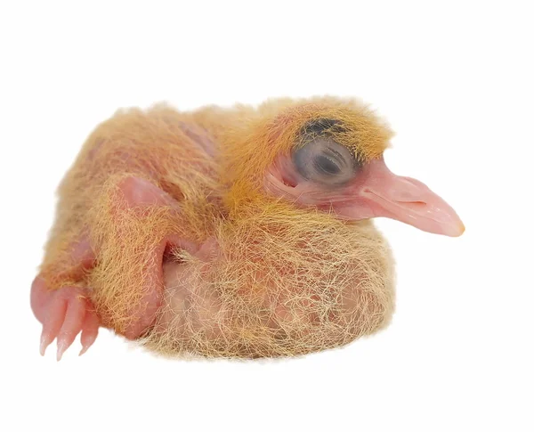 흰색 배경에 고립 된 아기 비둘기 — 스톡 사진