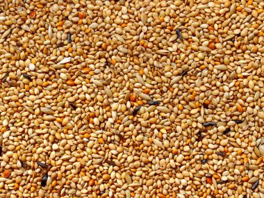 Seed mixture background. Pet food for birds. (finches) clipart