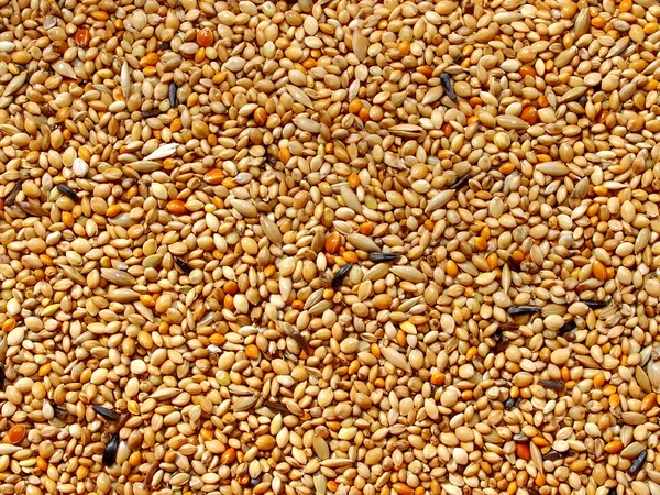 Fondo de mezcla de semillas. Alimento para mascotas para pájaros. (pinzones ) — Foto de Stock