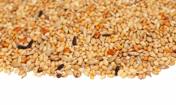 Pilha de mistura de sementes isolada sobre fundo branco. Alimentos para animais de estimação para aves — Fotografia de Stock
