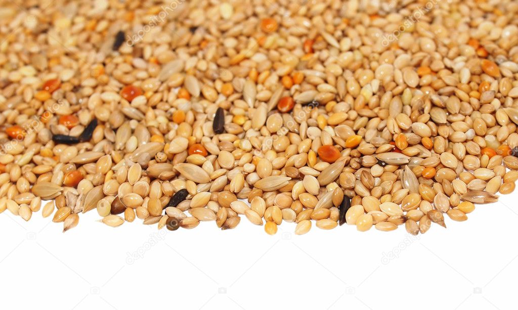 Pile of seed mixture isolated on white background. Pet food for birds