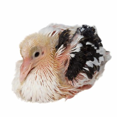 Baby pigeon isolated on white background (10 days) clipart