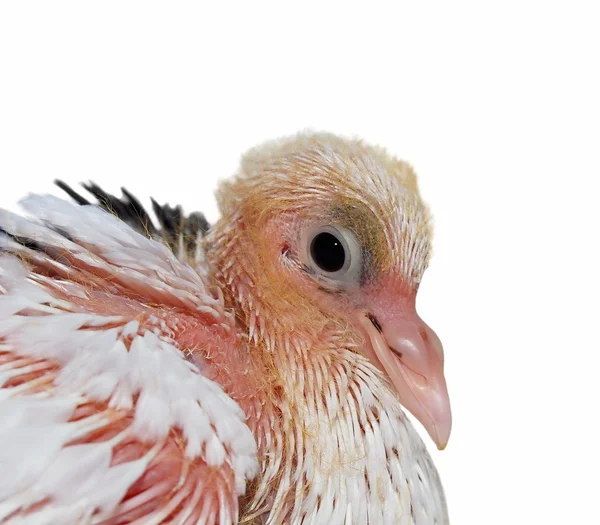 stock image Close portrait of immature pigeon isolated on white