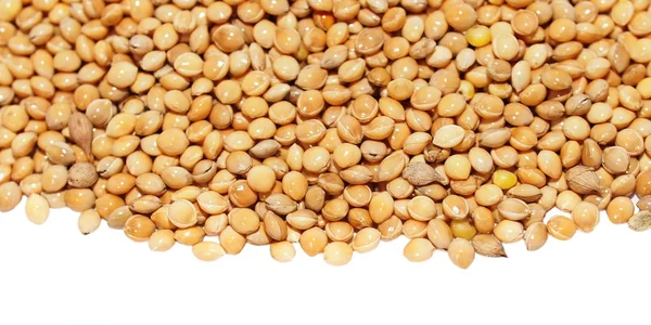 Pile millet isolated on white background — Stock Photo, Image