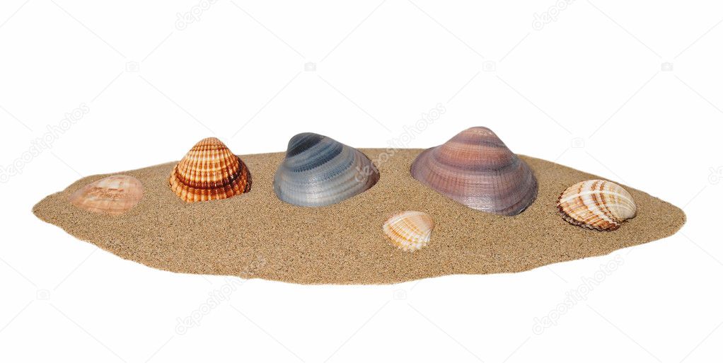 Sea shells with sand isolated on white background