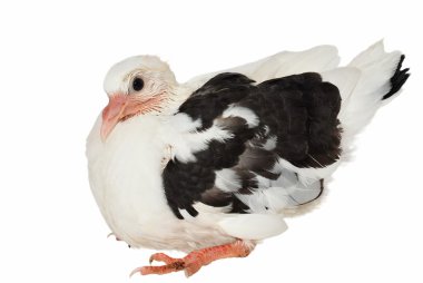 Juvenile pigeon isolated on white background (17 days) clipart