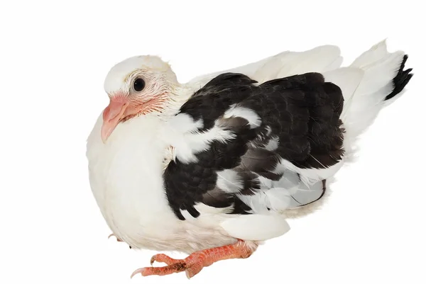Młodych gołębi na białym tle na białym tle (17 dni) — Zdjęcie stockowe