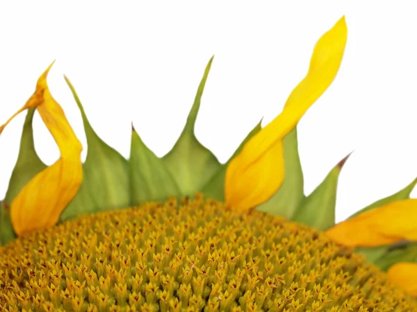 Concept beautiful sunflower closeup, isolated on white background — Stock Photo, Image