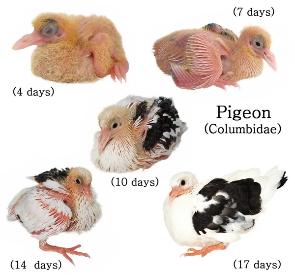 Set baby pigeon development isolated on white background — Stock Photo, Image