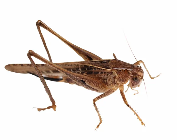 Grasshopper marrón aislado sobre fondo blanco — Foto de Stock