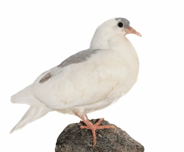 Witte duif geïsoleerd op witte achtergrond — Stockfoto