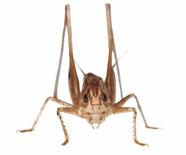 Hnědá kobylka izolovaných na bílém pozadí — Stock fotografie