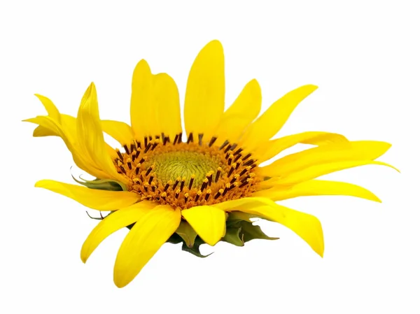 Schöne Sonnenblume isoliert auf weißem Hintergrund — Stockfoto