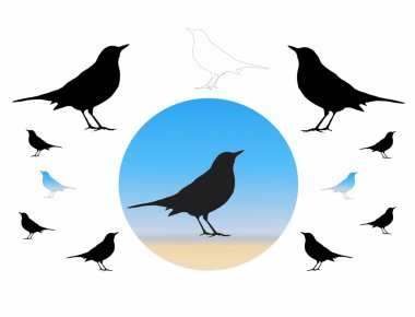 Birds Silhouette, blackbird, isolated on white background clipart