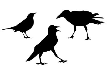 Set Birds silhouettes (original photo) clipart