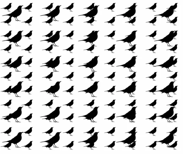 Черный дрозд, чистый рисунок птицы изолирован на белом — стоковое фото