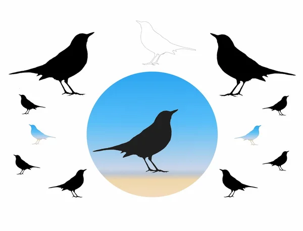 鳥のシルエット、ブラックバード、白い背景で隔離 — ストック写真