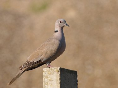 yakalı güvercin, streptopelia turtur