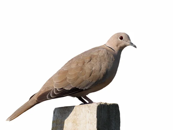 Gekraagde Dove geïsoleerd op een witte achtergrond (Streptopelia turtur) — Stockfoto