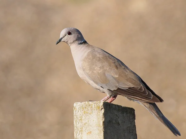 Collared Dove, Streptopelia turtur — Stock Photo, Image