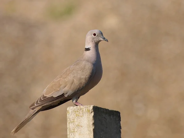 Pomba-de-colarinho, turtur Streptopelia — Fotografia de Stock